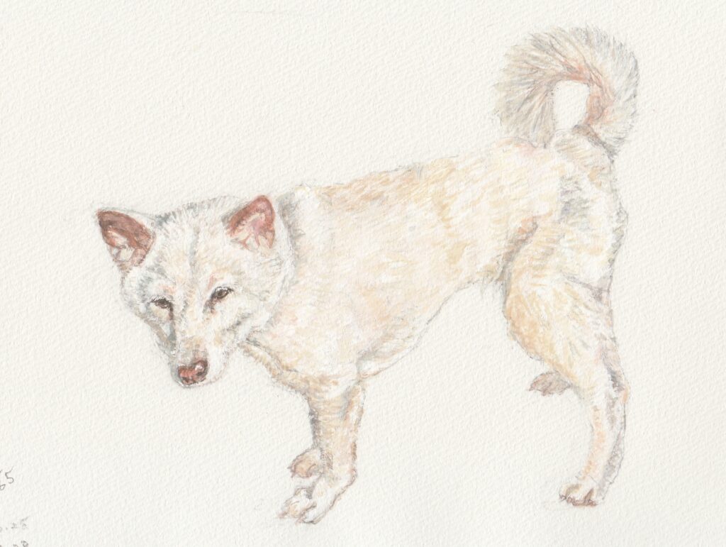 ゆりちゃんの水彩画。白い犬、日本犬の雑種。尻尾は軽く巻いている。少し俯いて立っている。鼻はピンク色に近い。