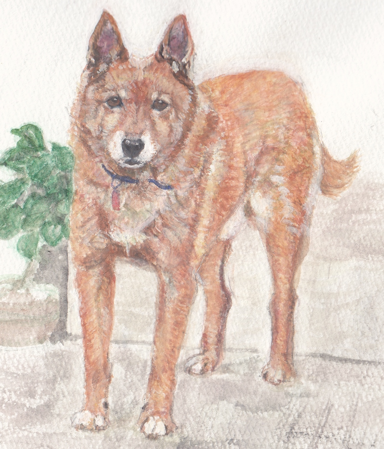 水彩画。柴犬混じりの明るい赤茶色の犬。立ち耳が少し大きめ。4本足で立ち、こちらをまっすぐに見ている。鼻の周りと足先は少し白い。