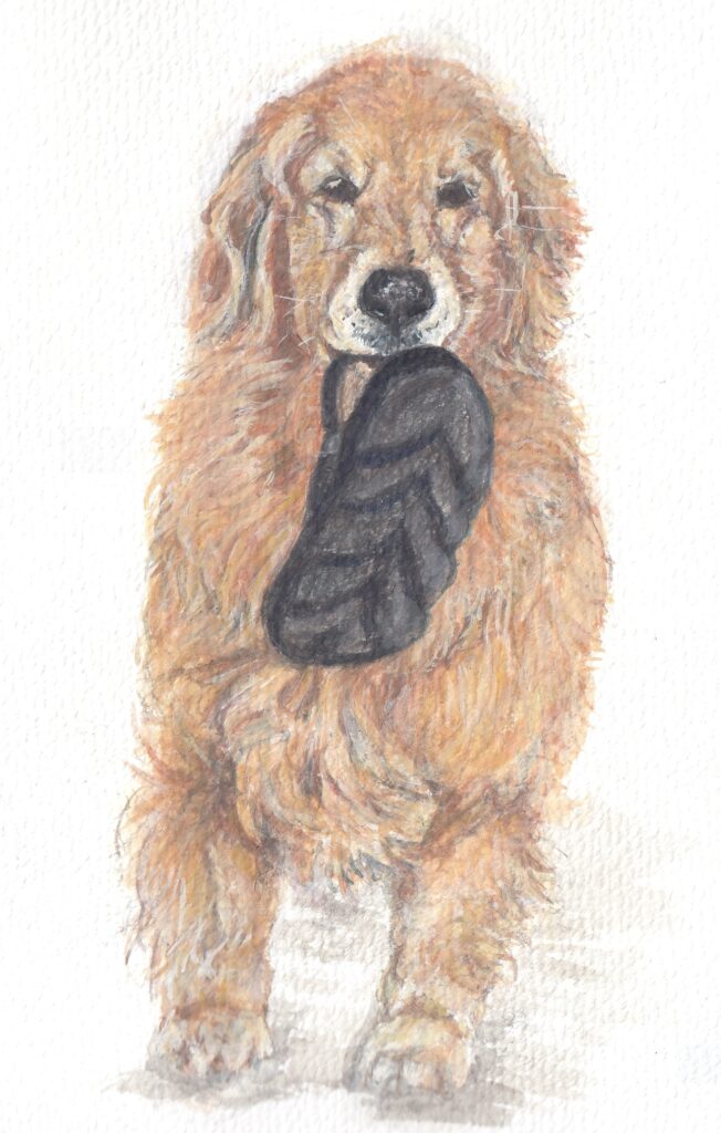 水彩画。ゴールデンレトリーバーがこちらを向いて、サンダルを片方、口にくわえてうれしそうにしている。