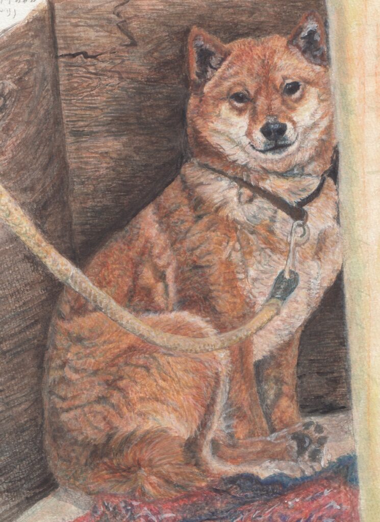 犬の水彩画。柴犬系の犬、綱が首輪についていて、犬小屋の奥の隅に体をくっつけている。こちらを見ている。少し怯えた表情。