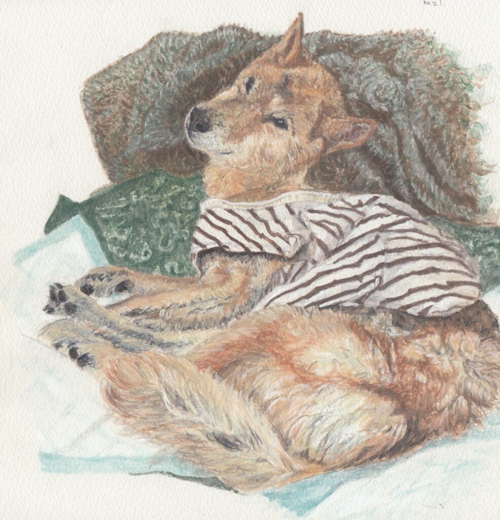 水彩画。我が家の愛犬ふじお。最晩年の姿。もうすぐ１６歳。手作りの服を着て、布団の上で横たわり、やさしい顔でこちらを見ている。