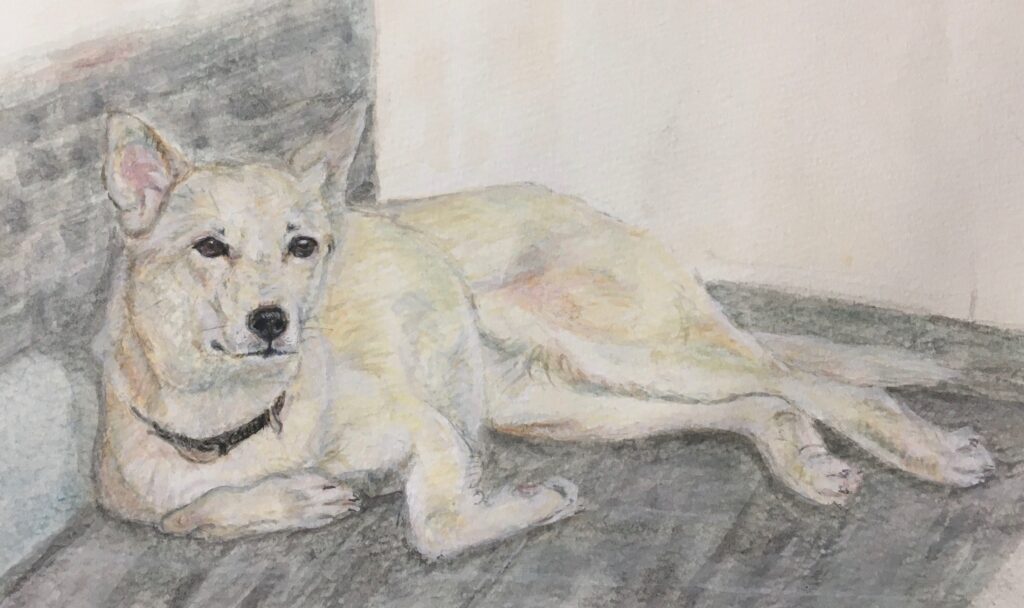 犬の水彩画。白くて立ち耳。鼻は黒い。壁に寄りかかるように寝そべり、顔を上げてこちらを見ている。