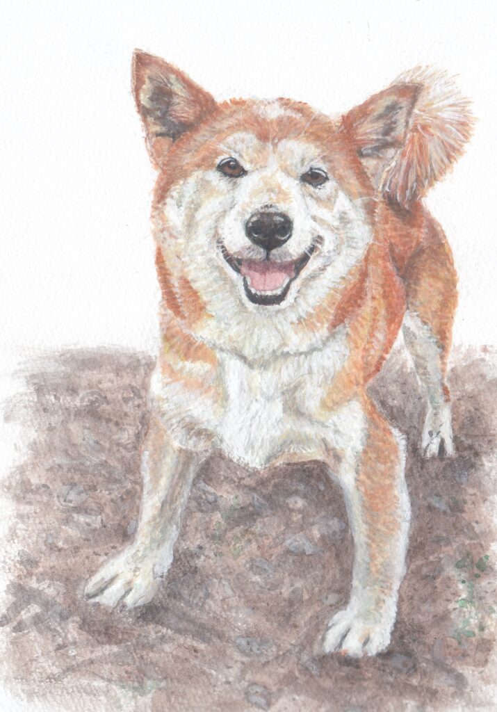 犬の水彩画。耳がやや大きく見える司馬犬が、こちらを見て口を開けてニコニコしている。しっぽがクルリと背中にのっていて、両前足は踏ん張るように左右に広げて立っている。