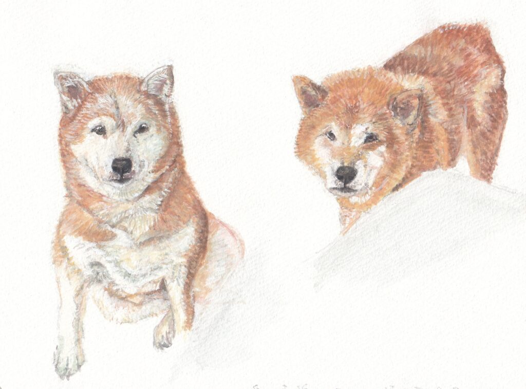 犬の水彩画。物陰で飼い主を待っている柴犬二匹。