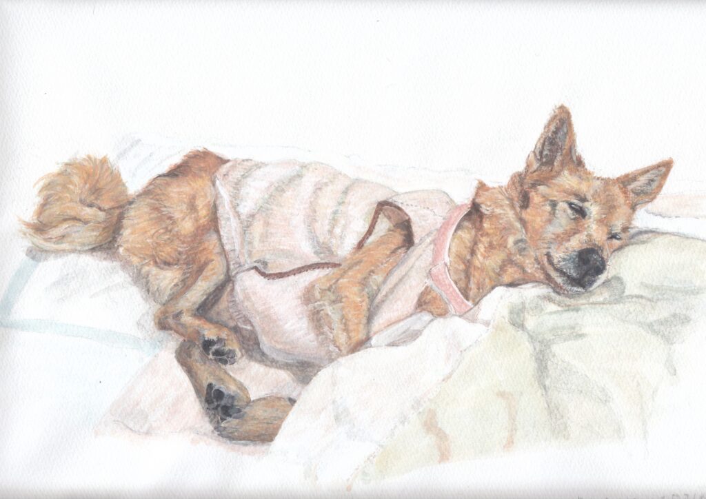 犬の水彩画。柴犬混じりの老犬、薄いピンク色のゆるい服を着ていて、左側をしたにして布団に寝ている。少しやつれて見えるけれど、幸せそうな寝顔。