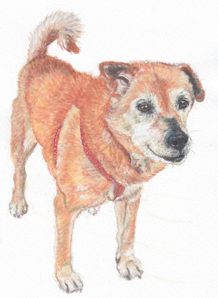 犬の水彩画。柴犬混じり、茶色い犬。左耳が垂れている。赤いハーネスを胴体につけている。尻尾を軽く振り、こちらを優しい目で見つめている。口元はほほえんで見える。